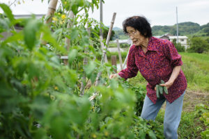 【おいしい野菜の秘密】なんでおばあちゃんが作った野菜はおいしいの?